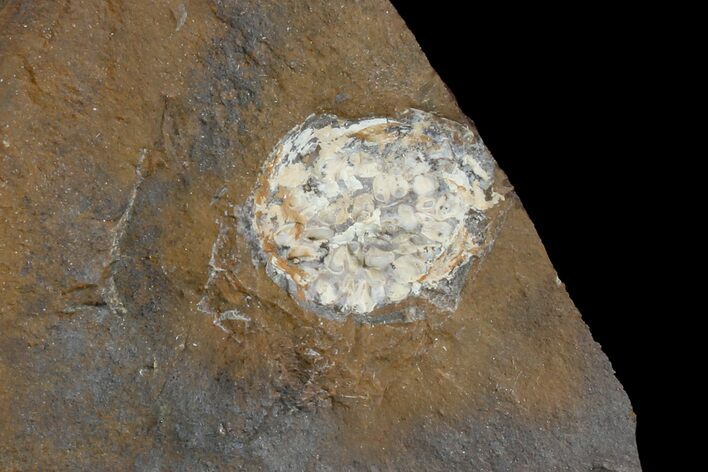 Paleocene Fossil Fruit (Psidium) - North Dakota #165074